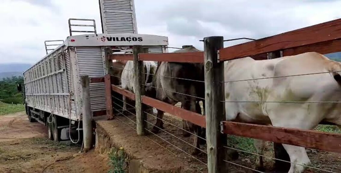 37 bois são roubados durante a madrugada em propriedade na zona rural de Padre Marcos