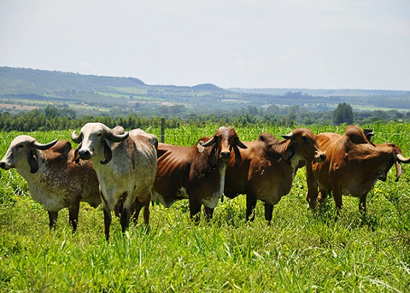 vacas-gir-leiteiro-a-pasto